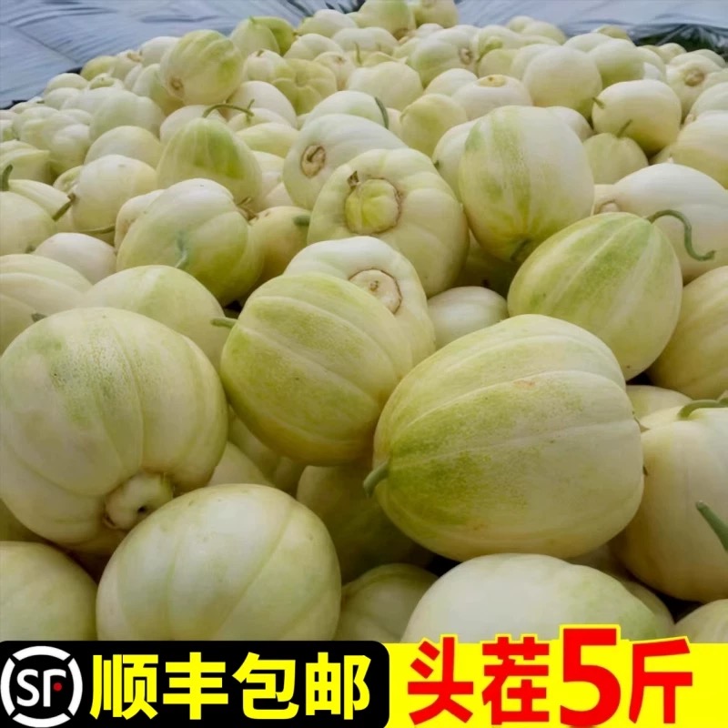 东北头茬香瓜白糖罐现摘现发顺丰包邮