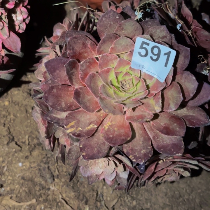 591女儿红多肉植物不售后