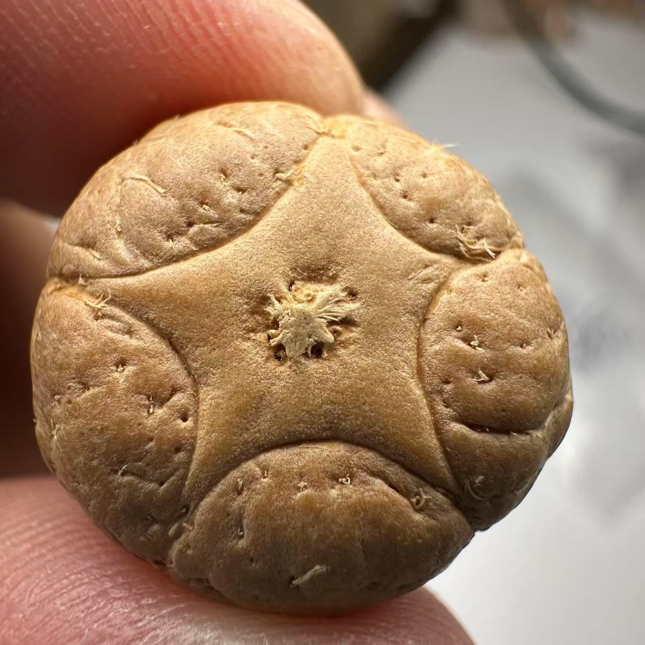 尼泊尔五星菩提，尺寸20，sss系列，货号37