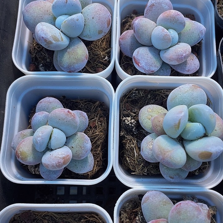 雪美人2.8带盆土