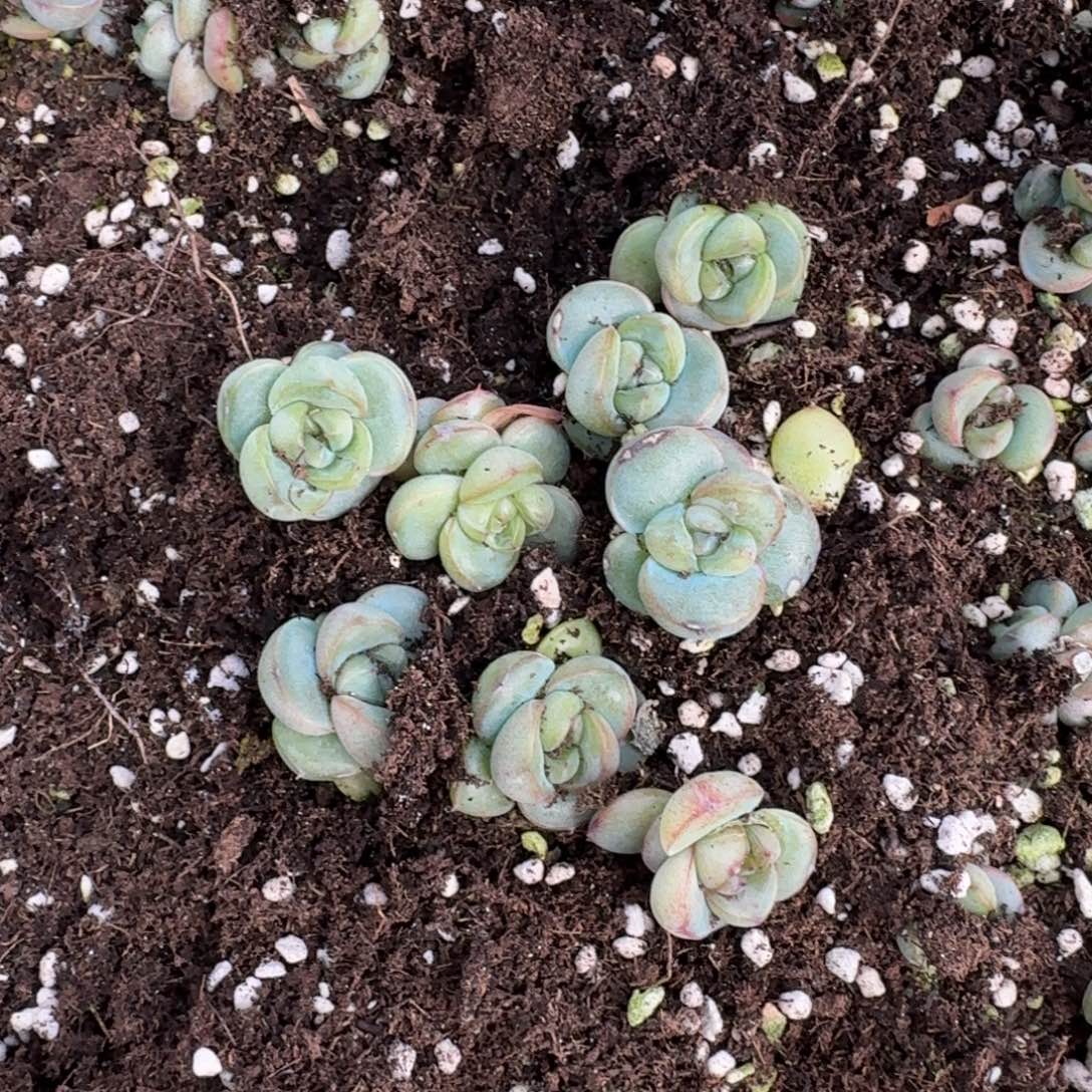 皮艾拉珍妮特殊苗子十棵量拍6-24