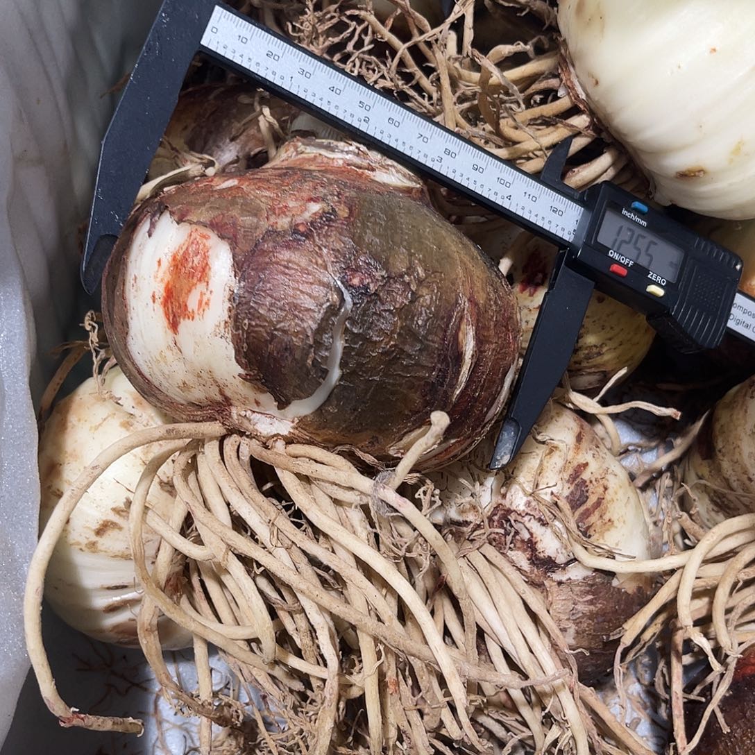 旺***足完全开放小满足粉美人差价