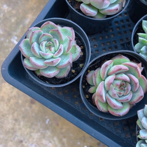 ^***^精品多少？三个拉糖