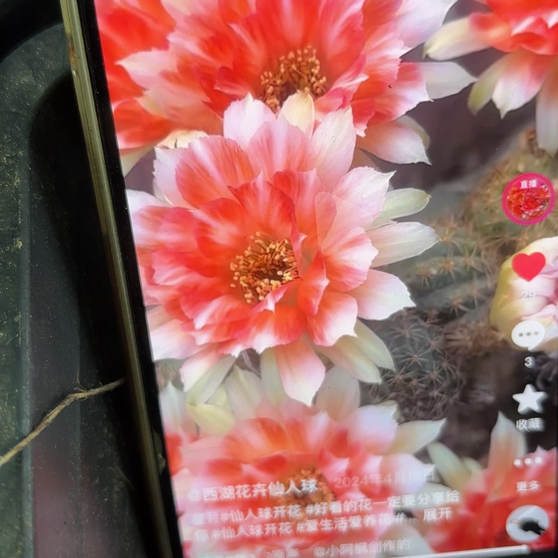 星月丽花侧牙20包邮仙人球41