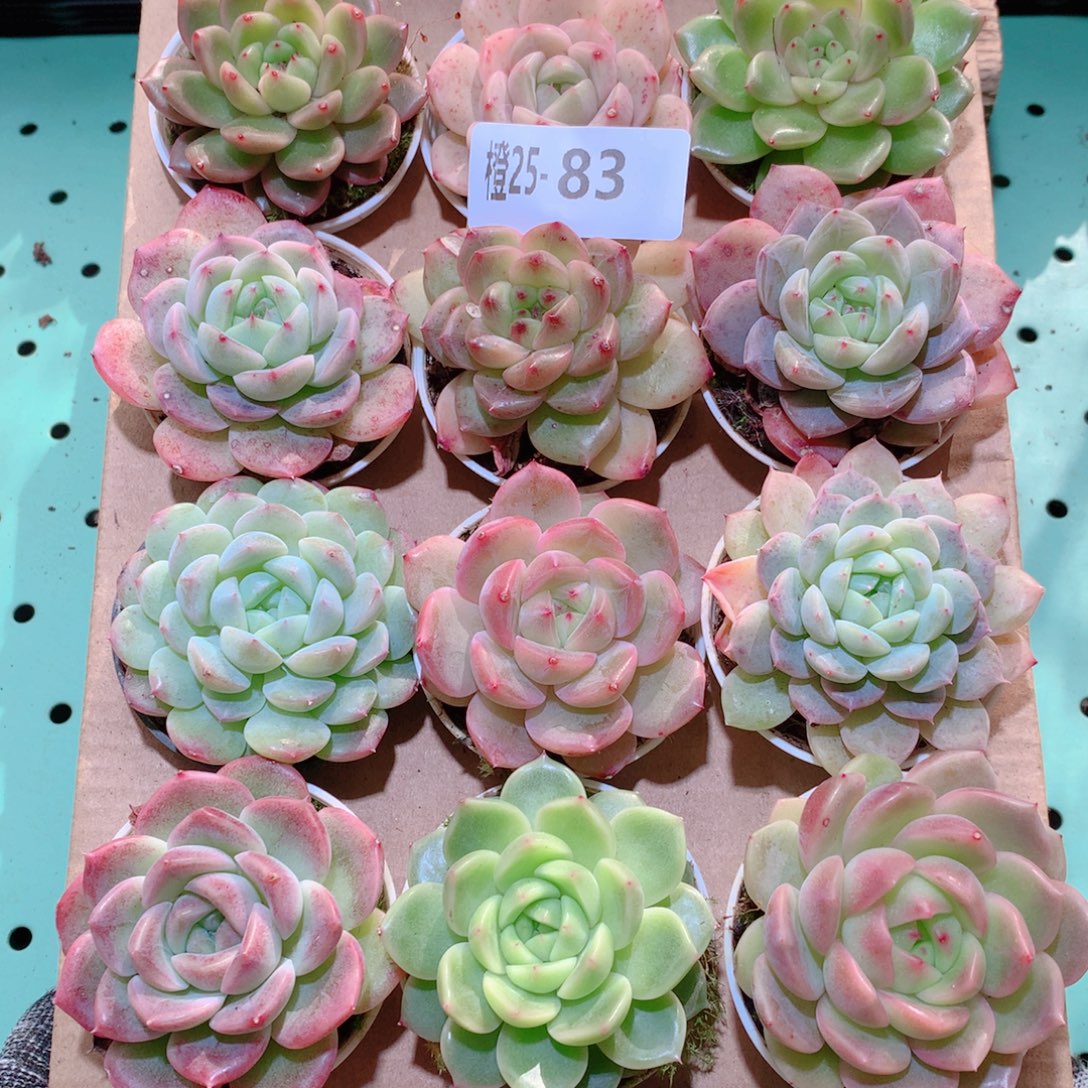 25-83一物一拍多肉带盆18颗