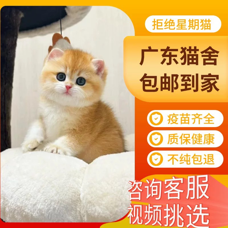 【深圳本地猫舍】英短纯种金渐幼崽英国短毛猫