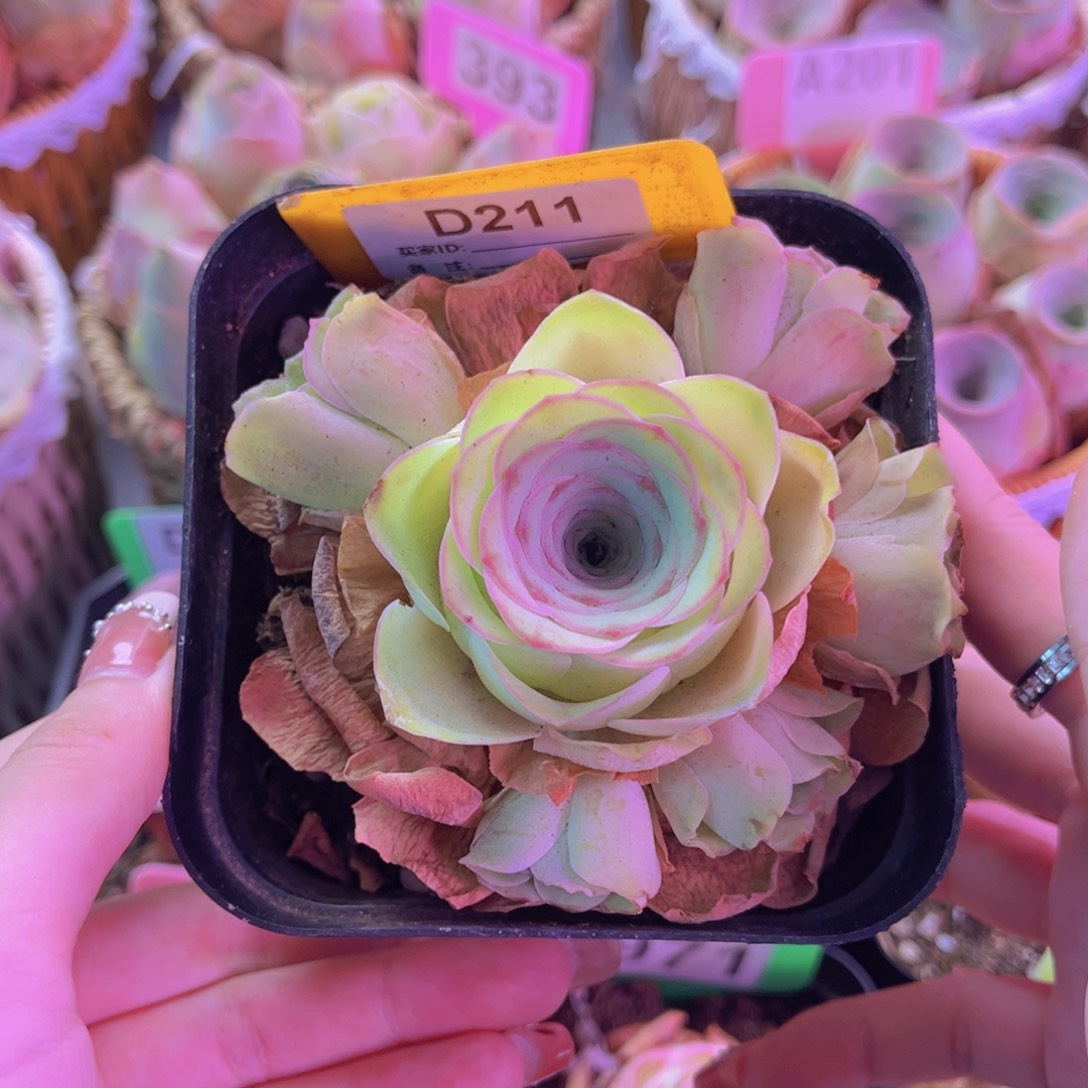 单品小玉一物一拍211