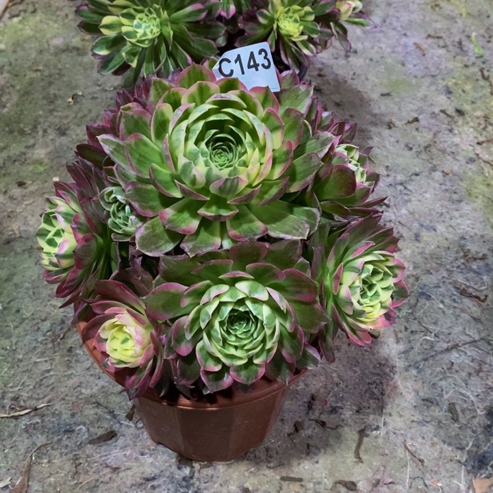 海王多肉植物143