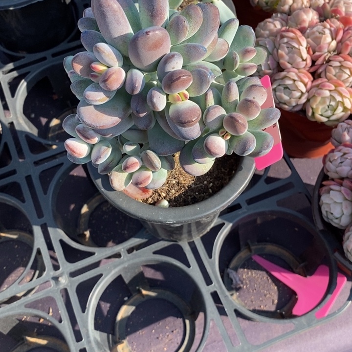 524乒乓福娘肉肉肉肉