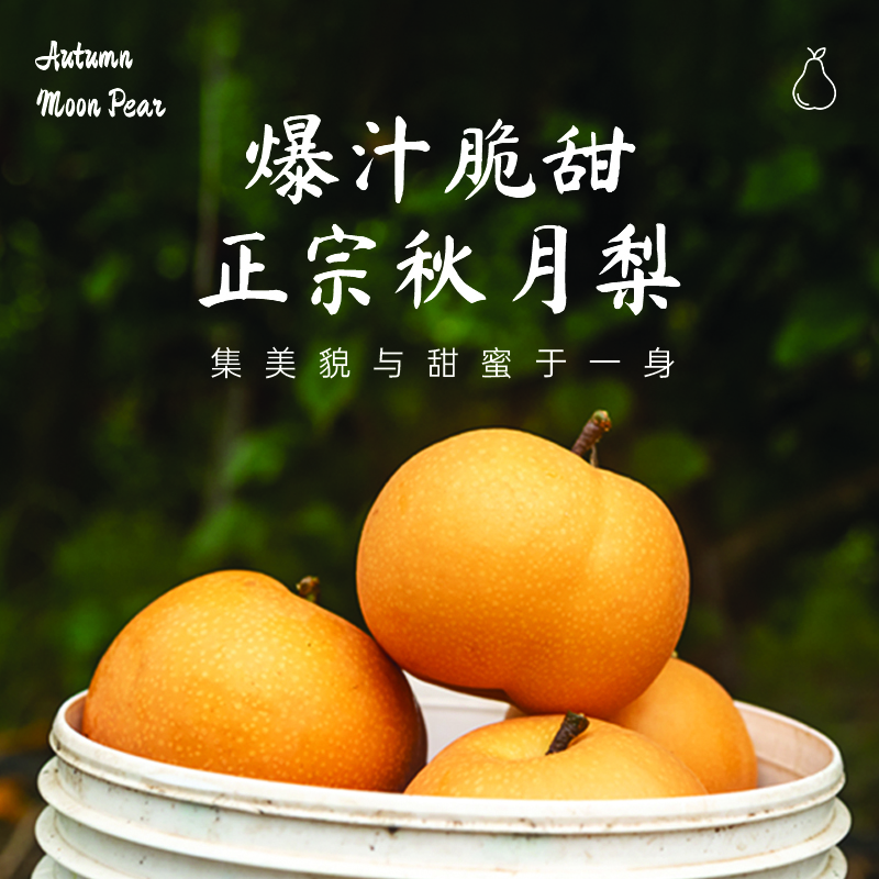 特惠升级装！！！精品保真！烟台莱阳秋月梨新鲜现摘皮薄肉厚脆甜多汁