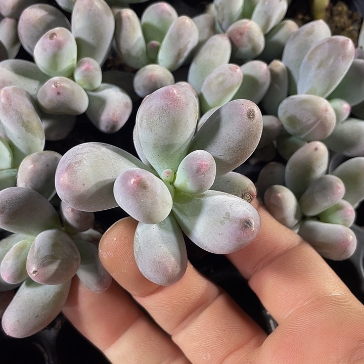 小米可奶3.8带土发货