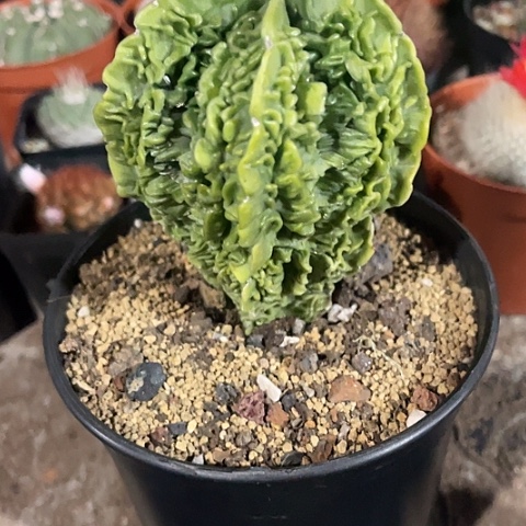 精品实生核桃福利