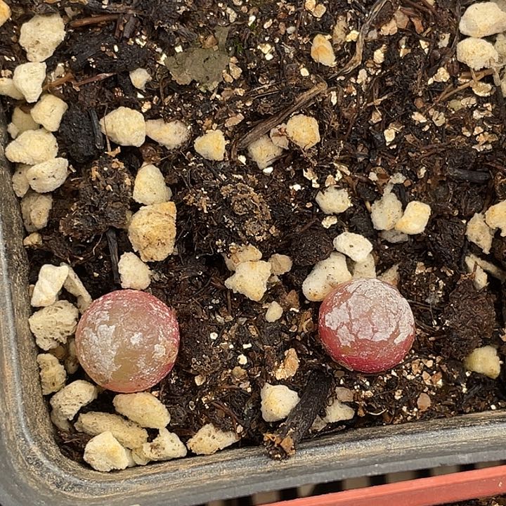 17-59灯泡多肉植物