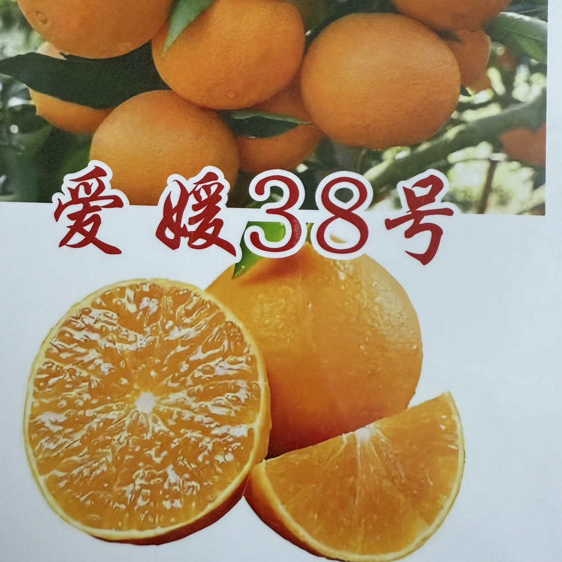 爱媛38号果冻橙果树苗