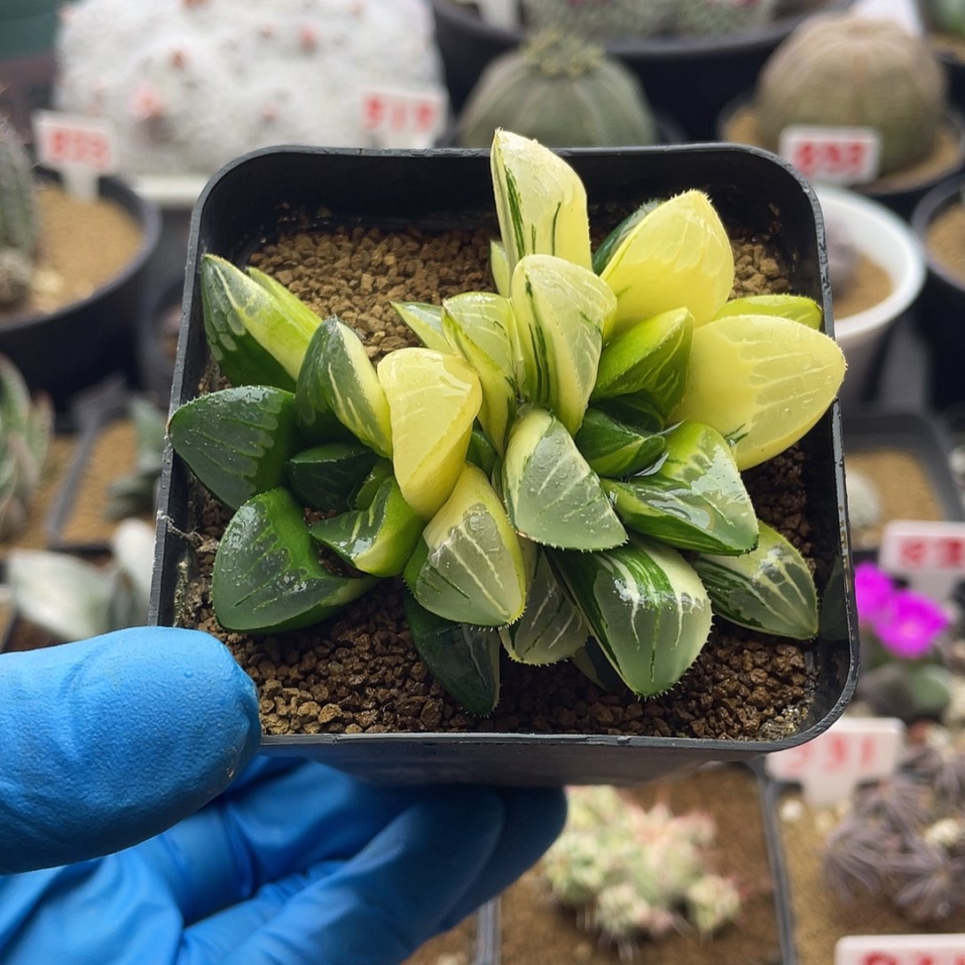 实生双头拉丝姬寿锦仙人球