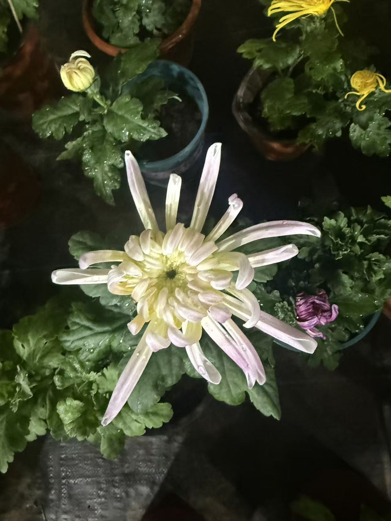嫦娥半月国华菊花苗带原土优质绿植适合室内外种植
