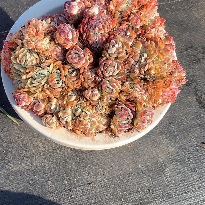 多肉植物，月影缀