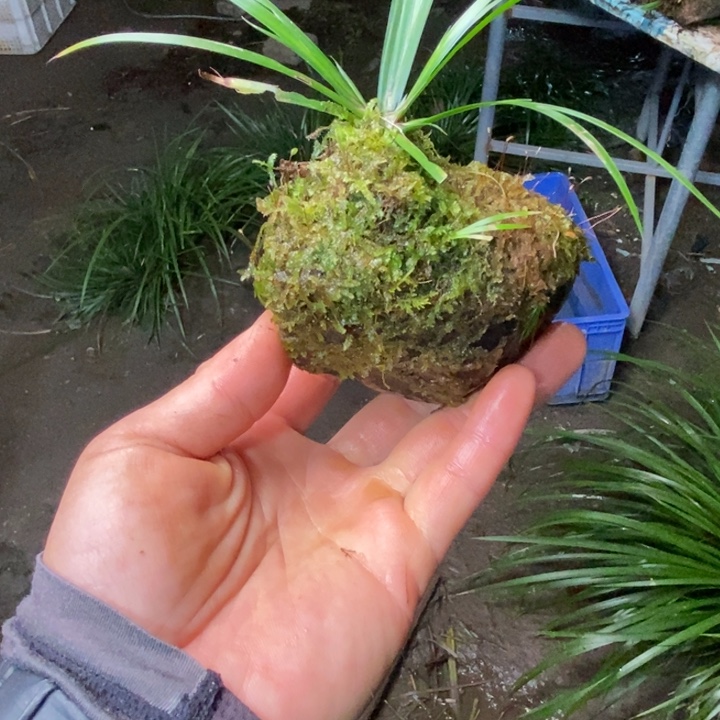 凤***️无花朵石菖蒲不说就