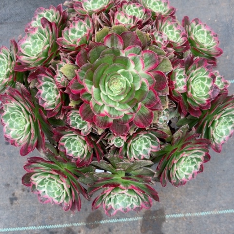 多肉植物水晶莲花