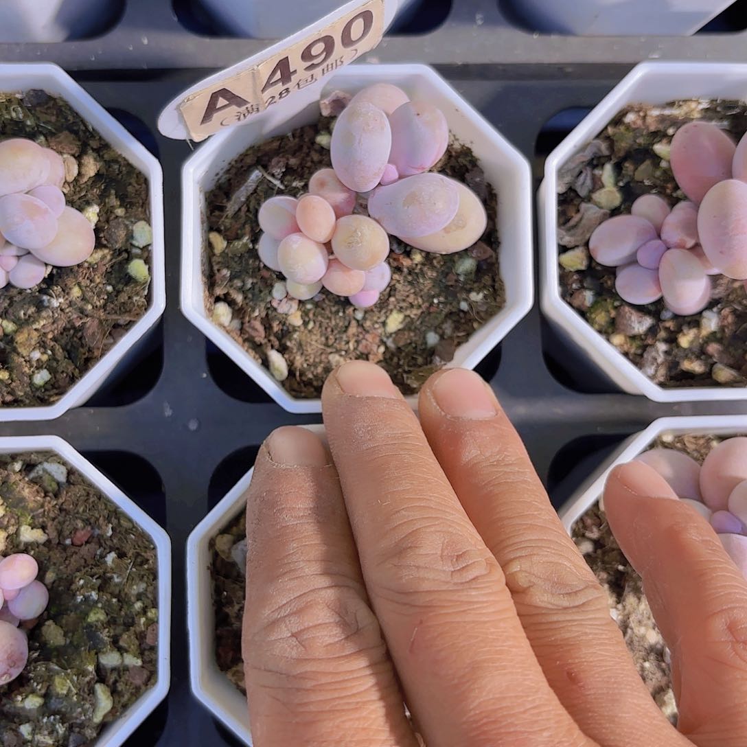 A490奶酪一物一拍