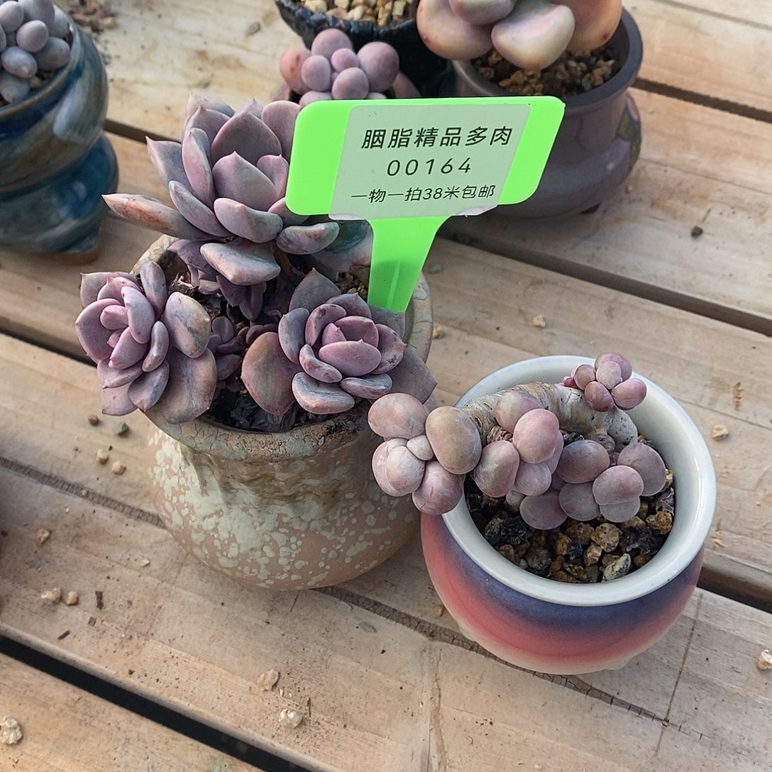 164透过女我OK咯哦哦