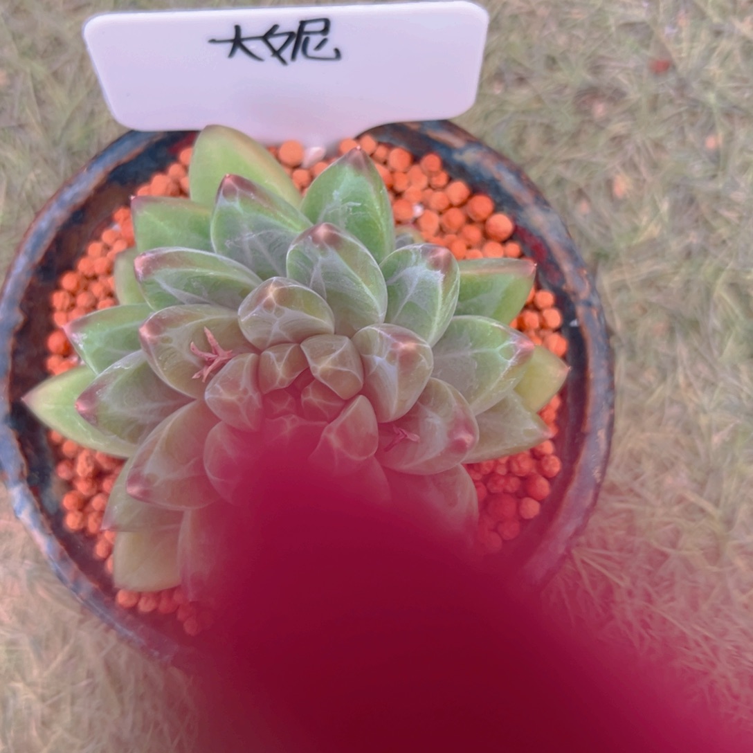 大****✿青花瓷111111