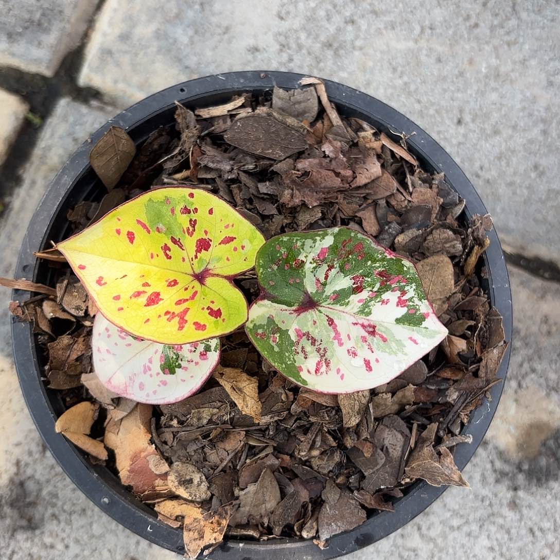 泰国彩叶芋 104-0129