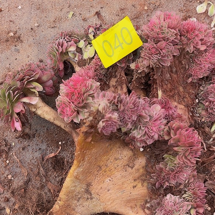 多肉植物福利来040