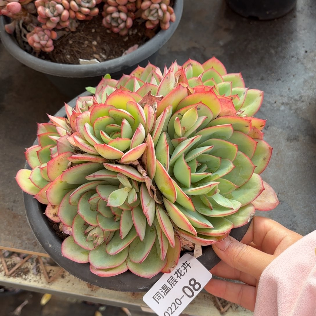 同温层多肉牡丹亭08