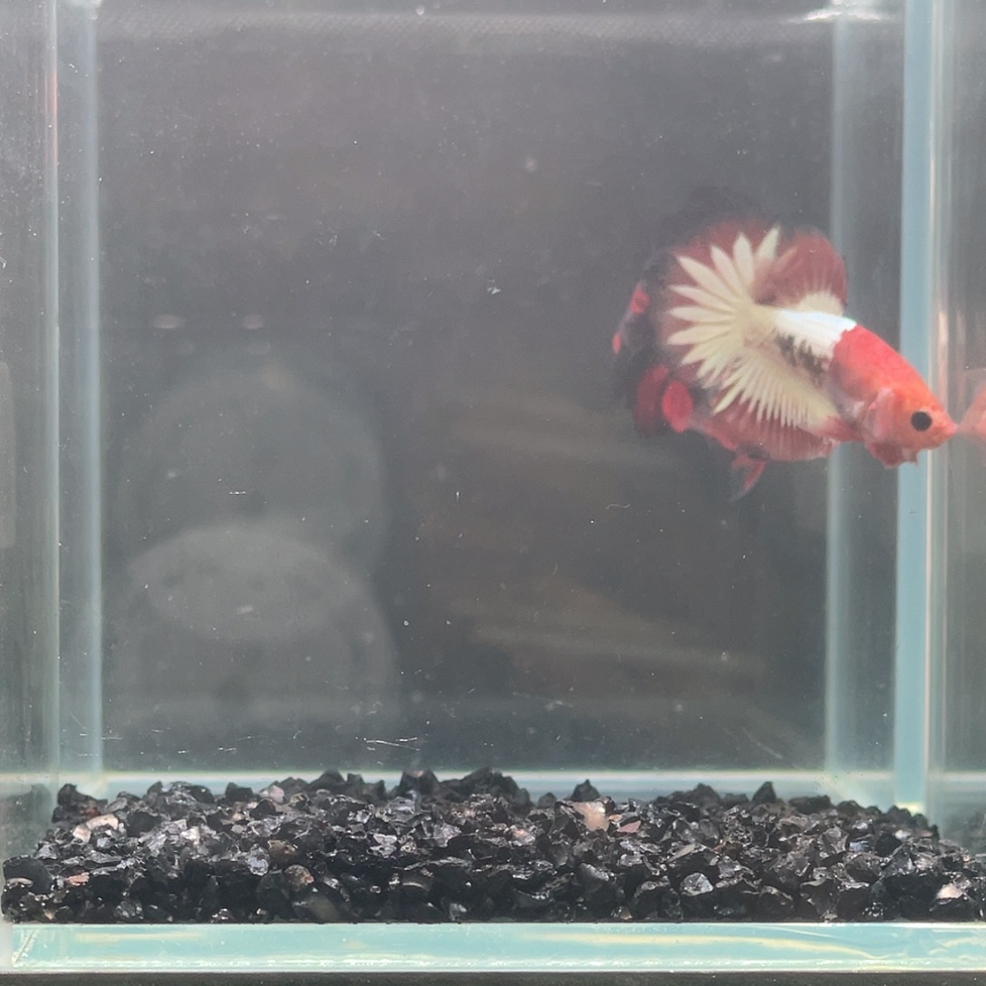 斗鱼印尼进口红fccp