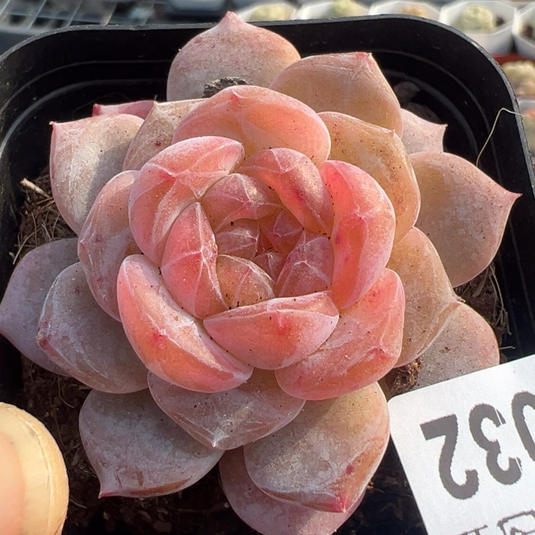 小卡拉米糖心一物一拍13-32