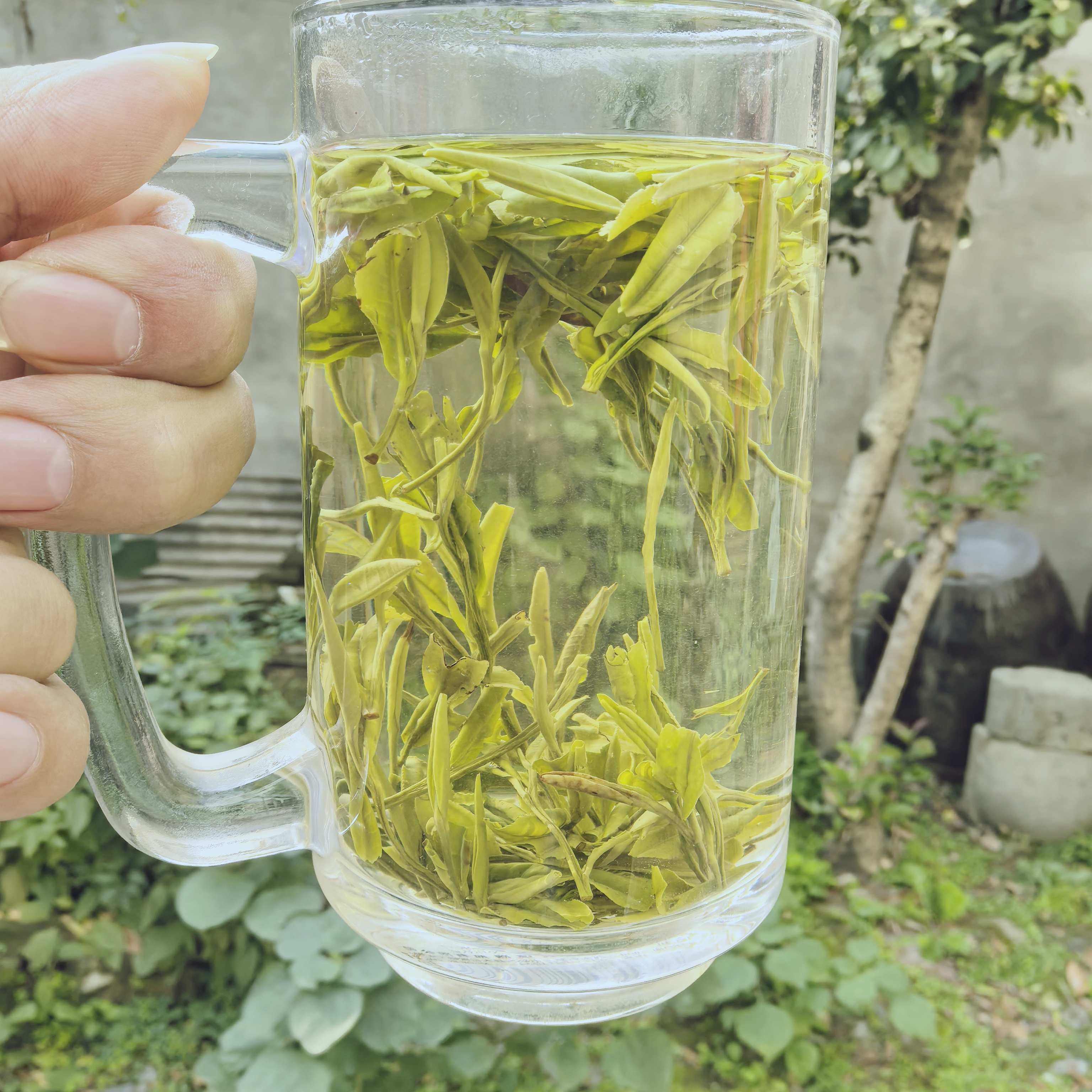 2025年新茶黄山毛峰原产地高山土种浓香耐泡一斤500g8-8