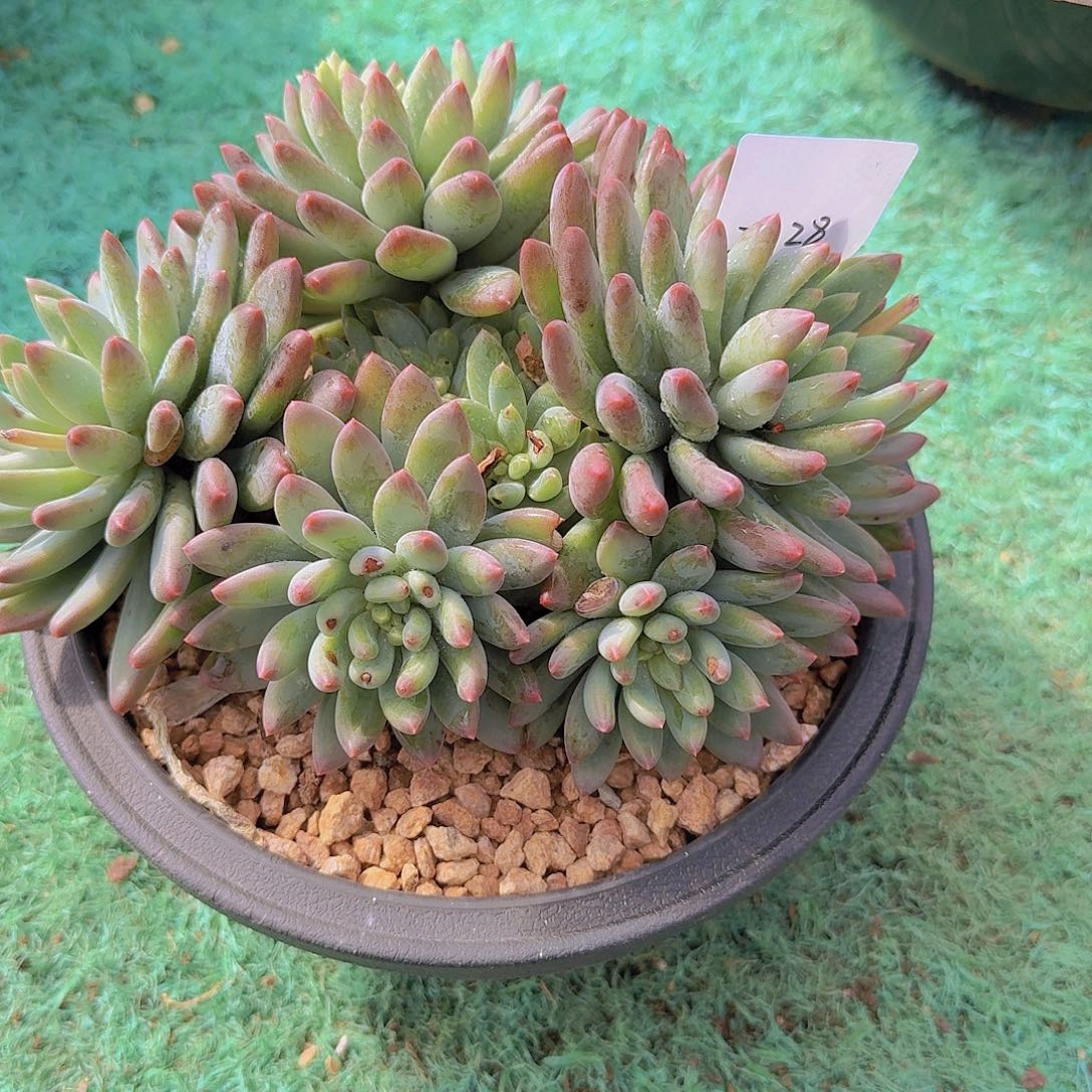 2028燕花美人多肉植物