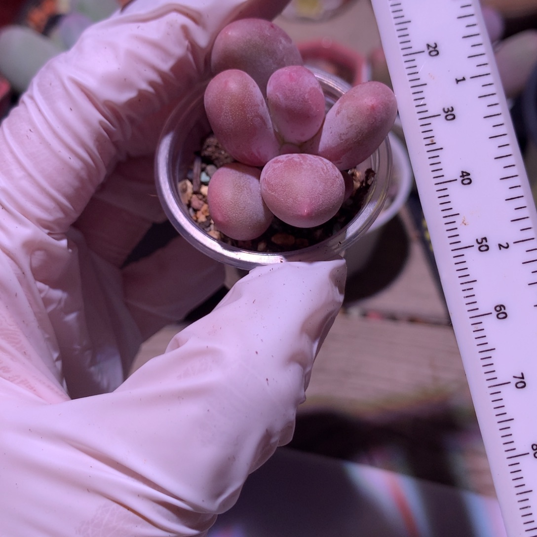 米可奶酪多肉米可奶粉