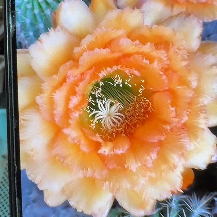 34号侧芽5公分毛花柱