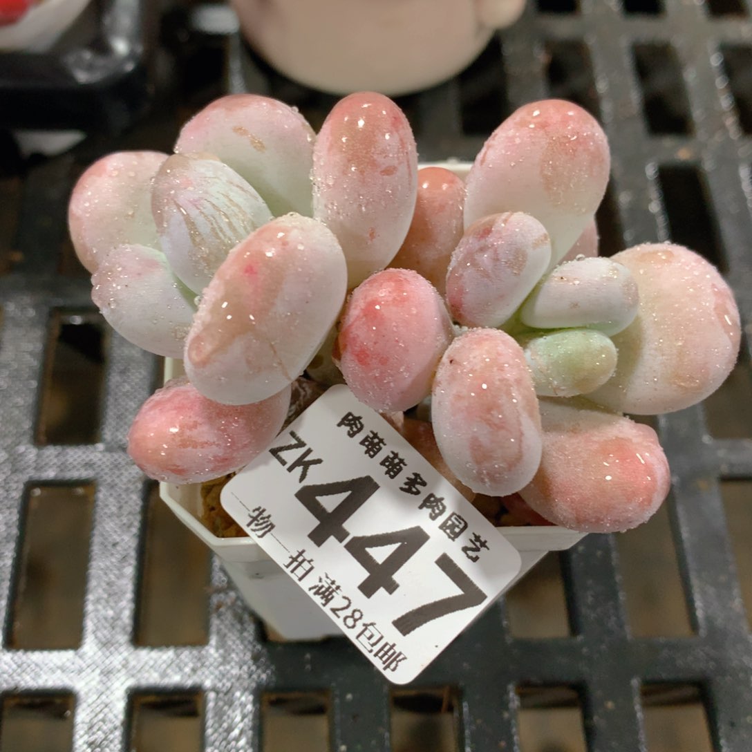 肉萌萌拇指盆精控多肉ZK447