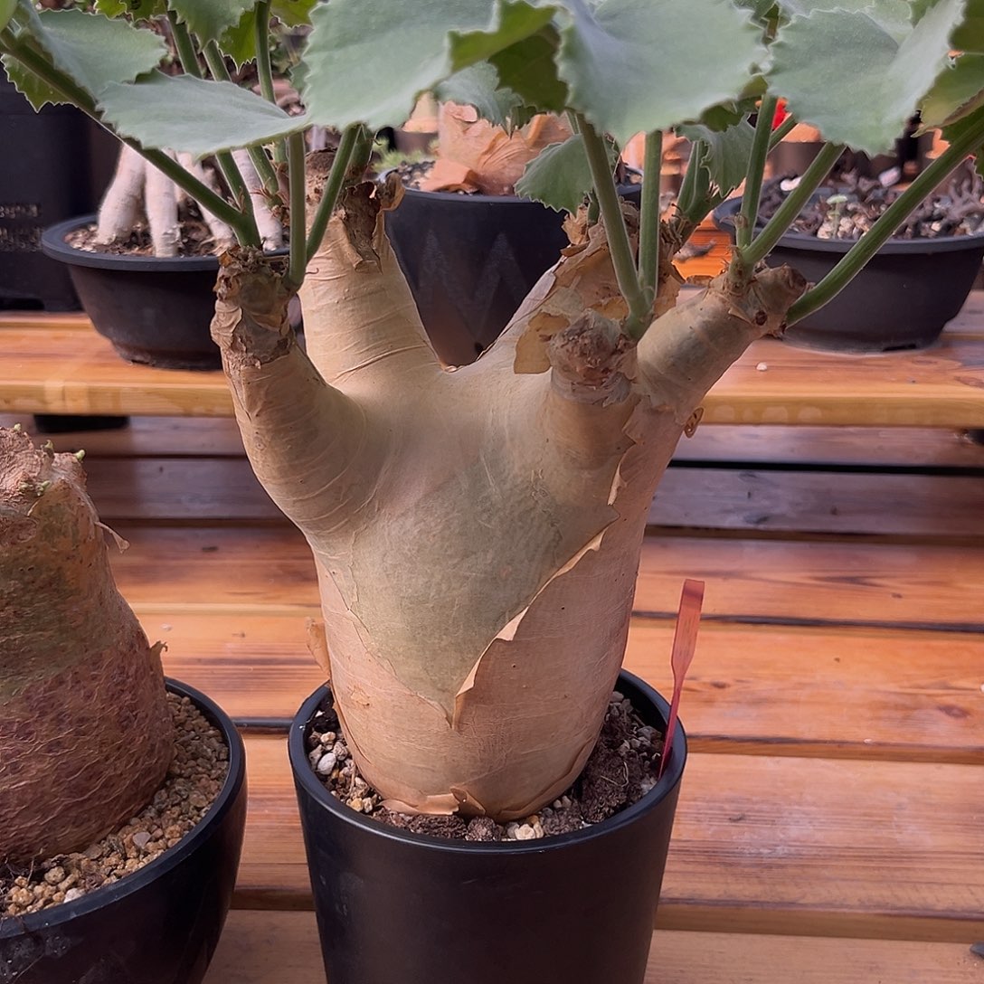 海***）汤圆植物安哥拉葡萄翁
