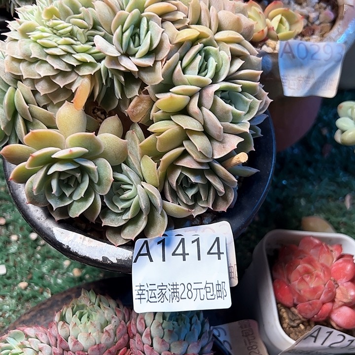 幸运的是我的朋友们都