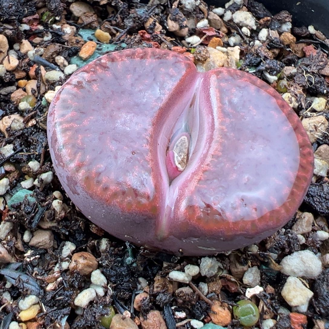 12.3好看的多肉脱土发货031