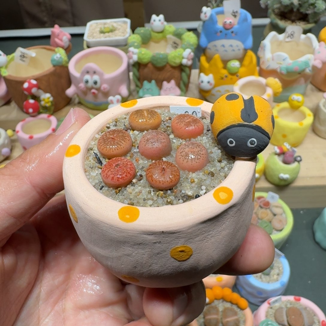 红陶蘑菇539日轮玉