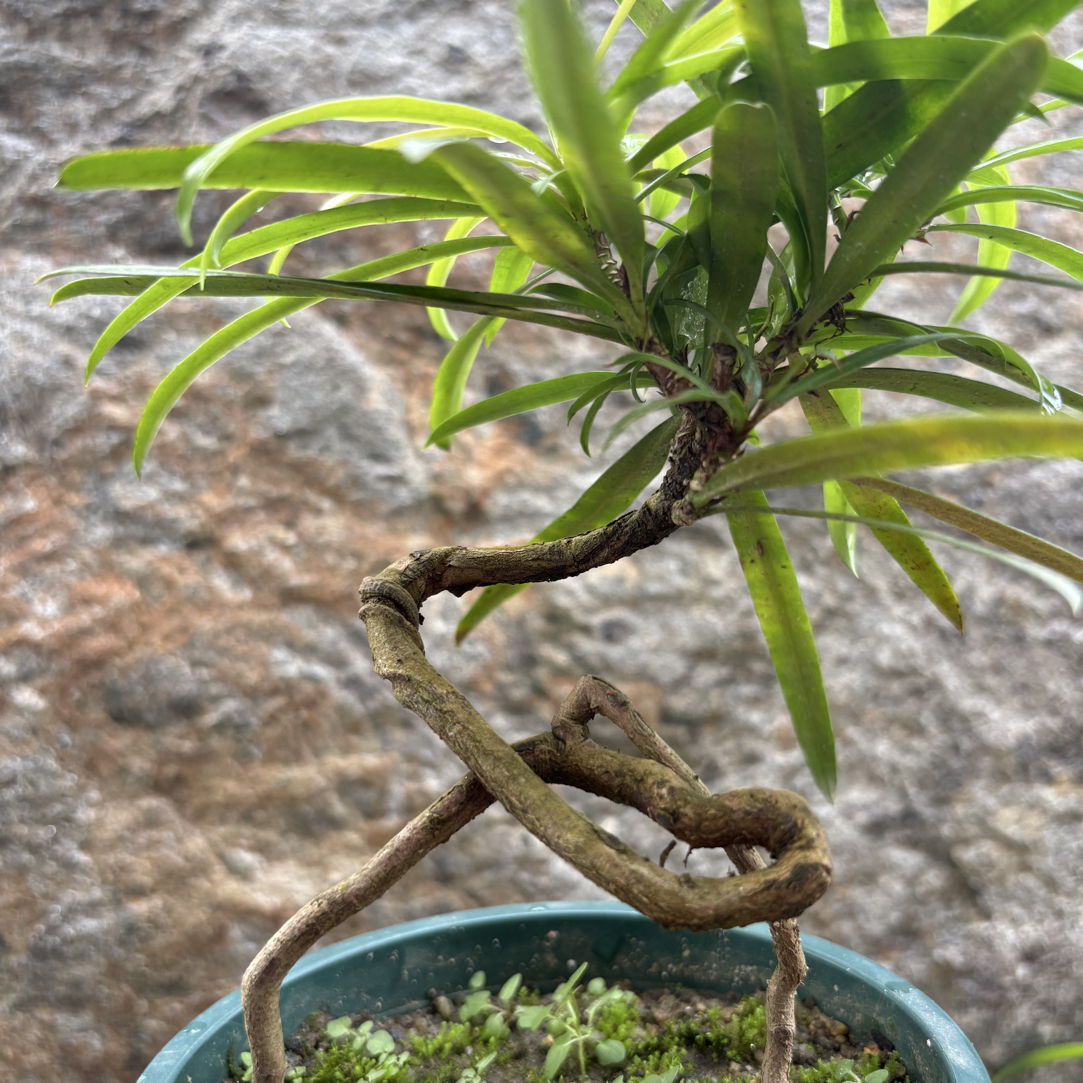 本地耐阴好养罗汉松树苗阳台庭院室内客厅观叶绿植盆栽