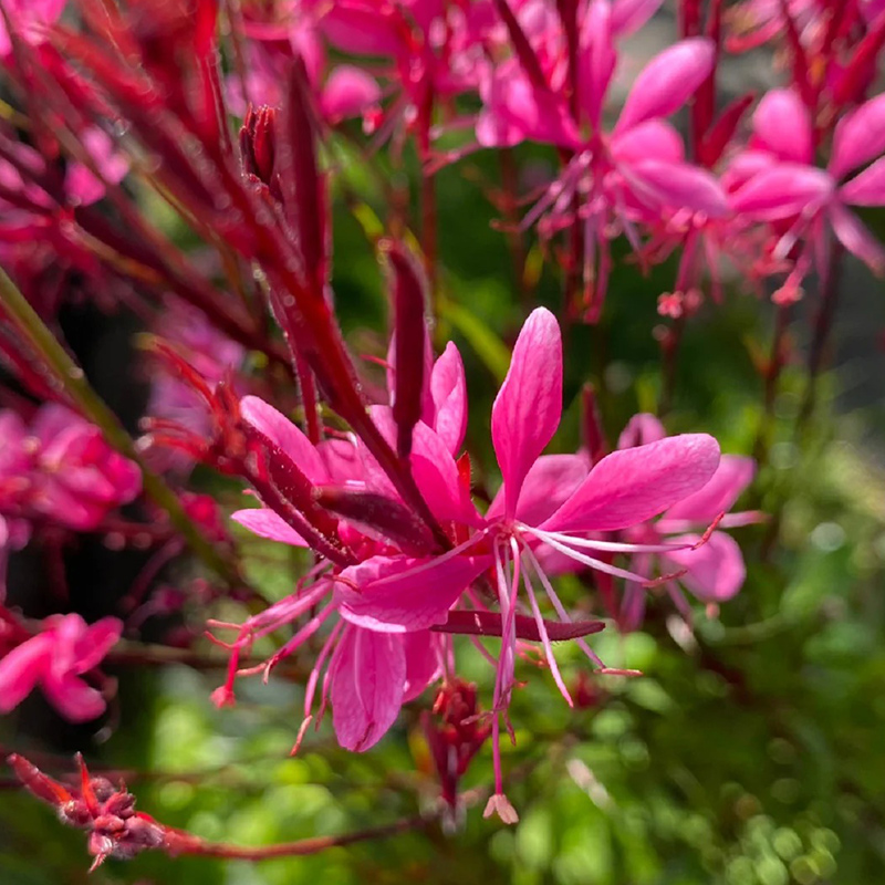 千鸟花千岛花庭院地栽阳台盆白蝶花盆栽耐热耐寒玉蝶多年生山桃草