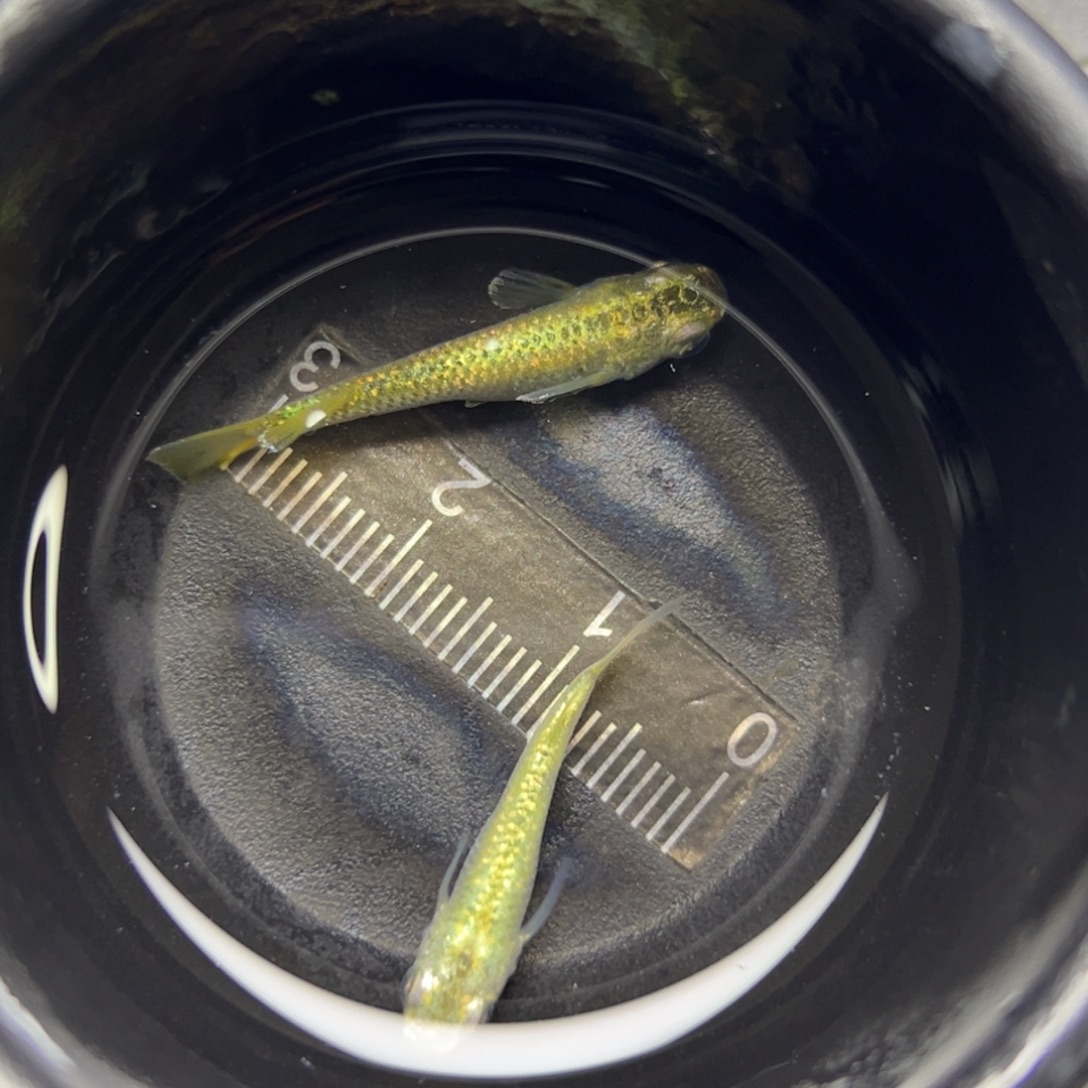 青鳉鱼48。         
