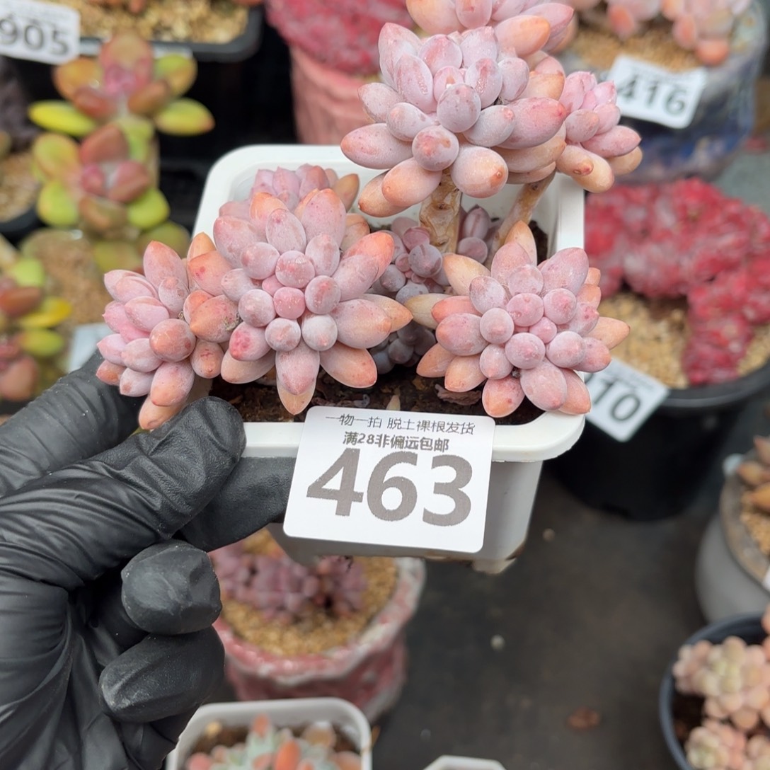 婴儿手指无盆土发货