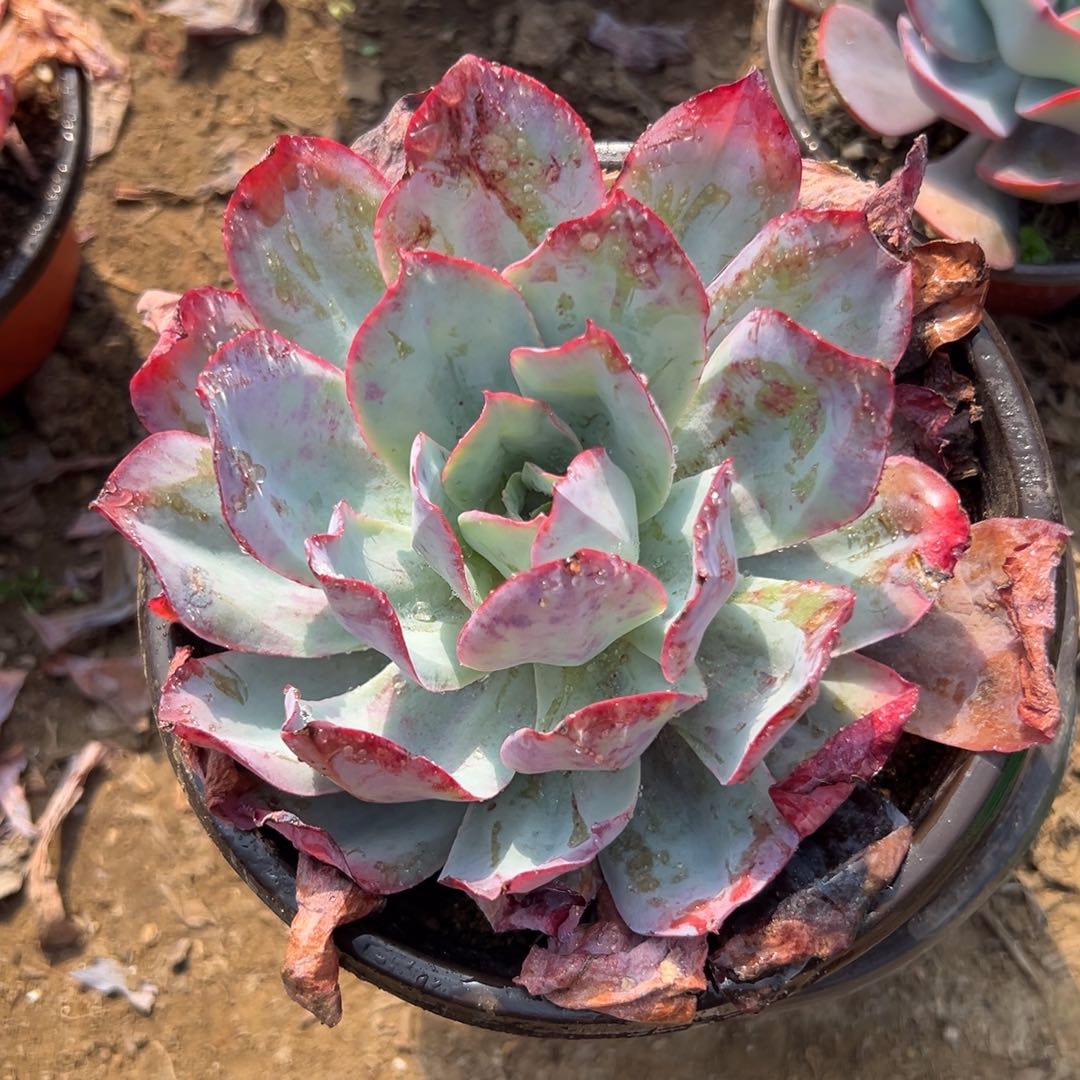 多肉植物蓝光单头