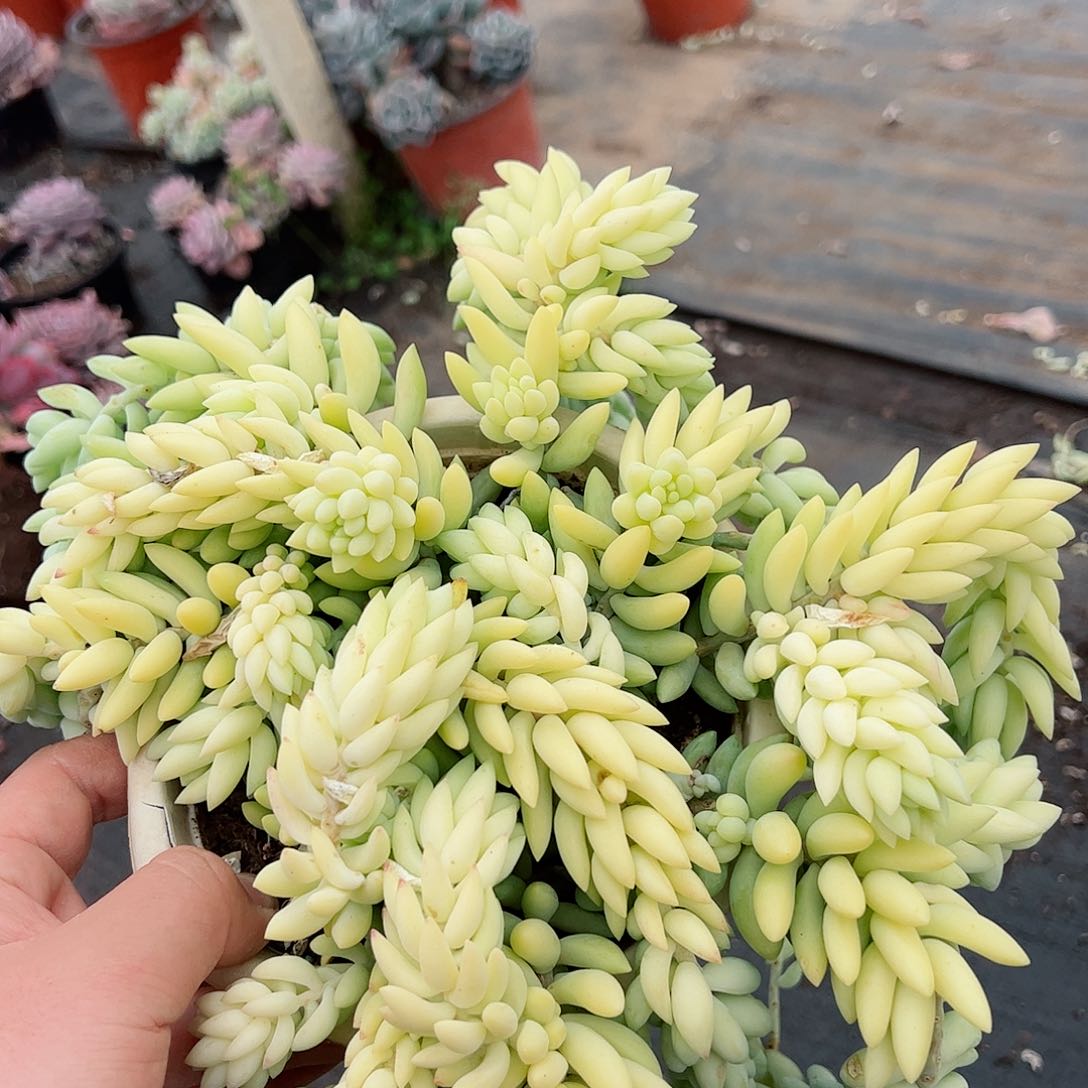 象牙玉坠大盆带盆土