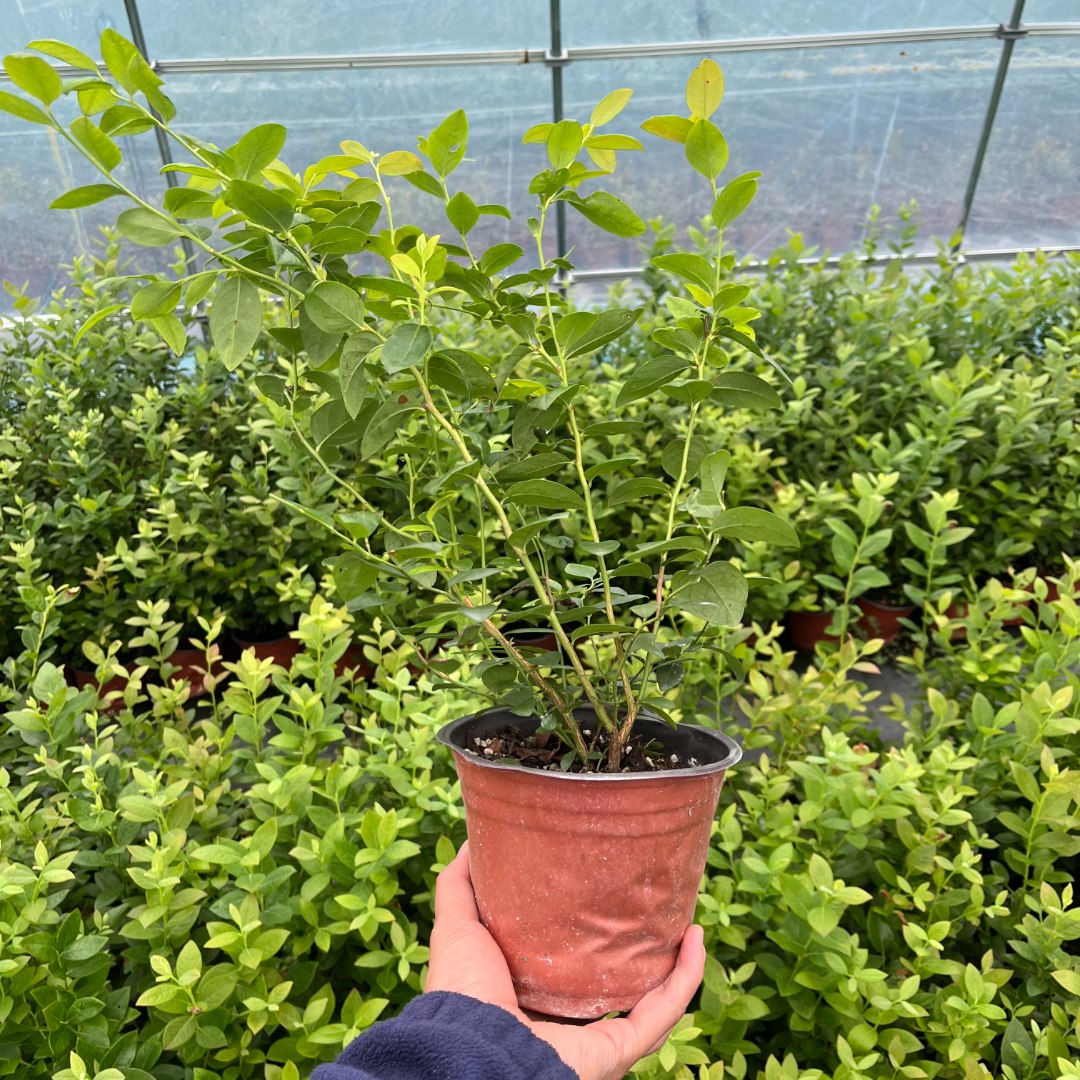 中杯大果蓝莓苗西班牙4245组培苗盆栽庭院阳台水果树苗原盆原土