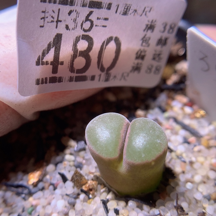 精品生石花36.480