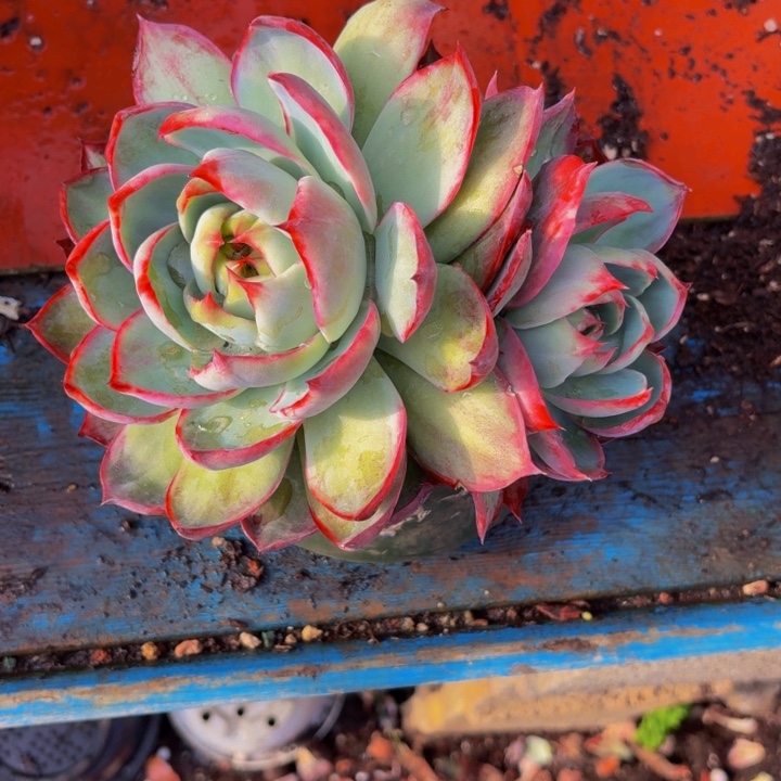 执****老桩精品肉肉金活