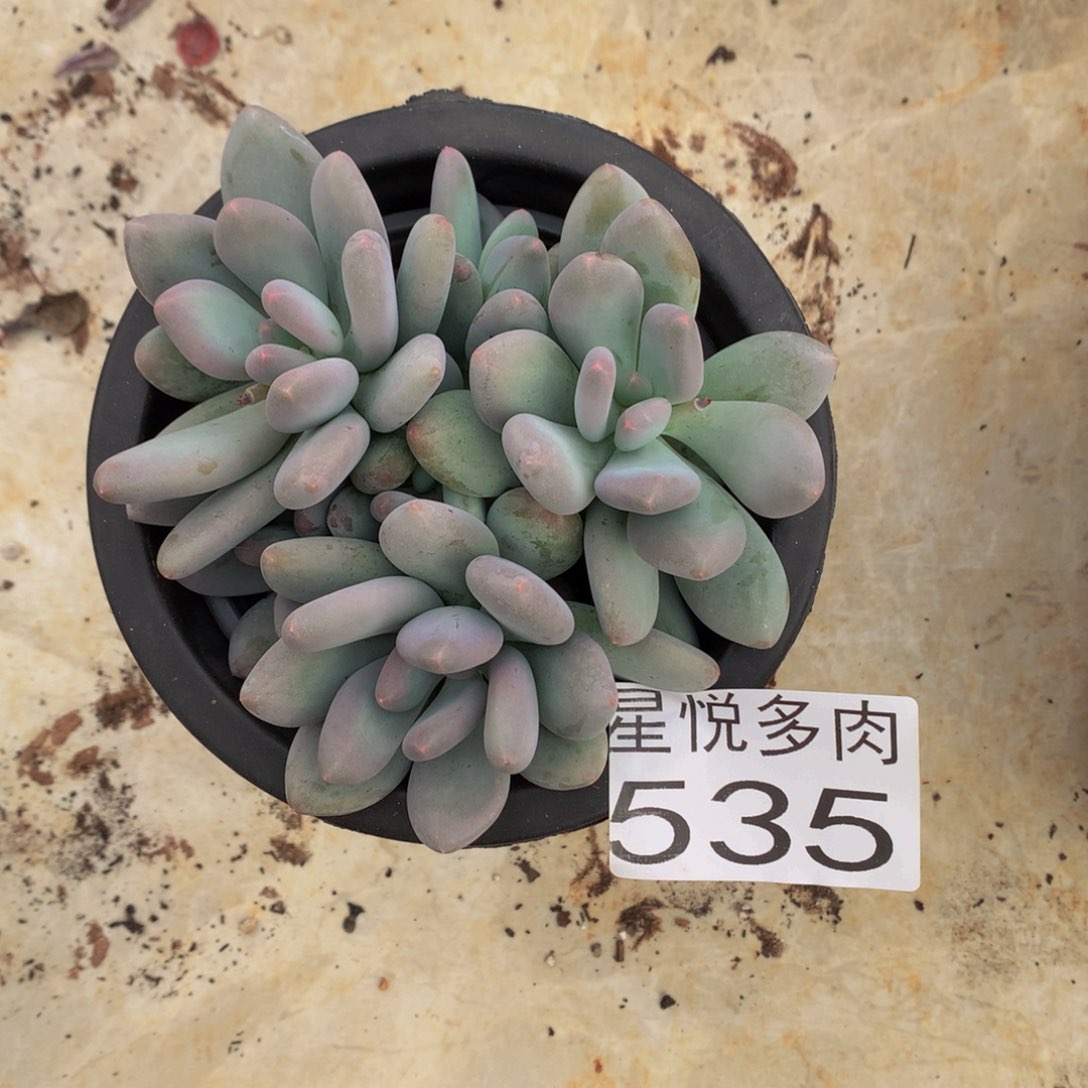 星悅多肉 彩虹奶535